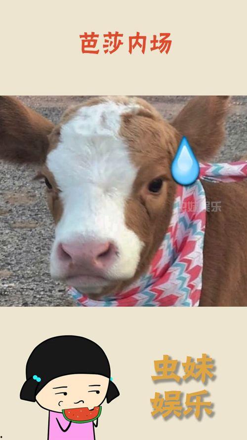 娱乐吃瓜酱讲羊羊